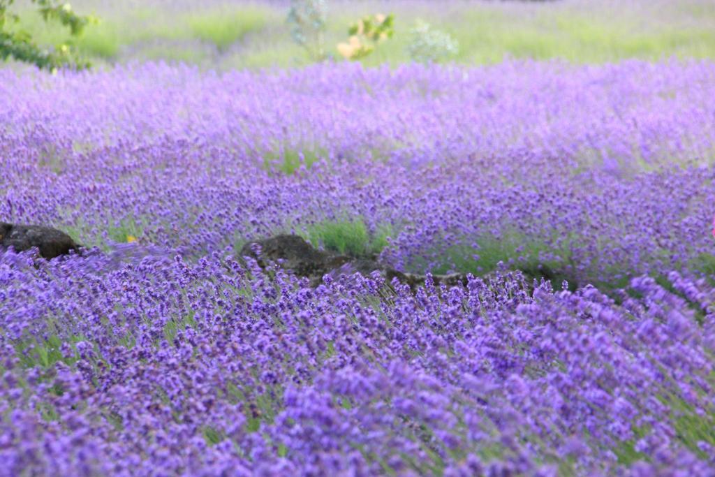 Cottage Pastorale Fujikawaguchiko Bagian luar foto